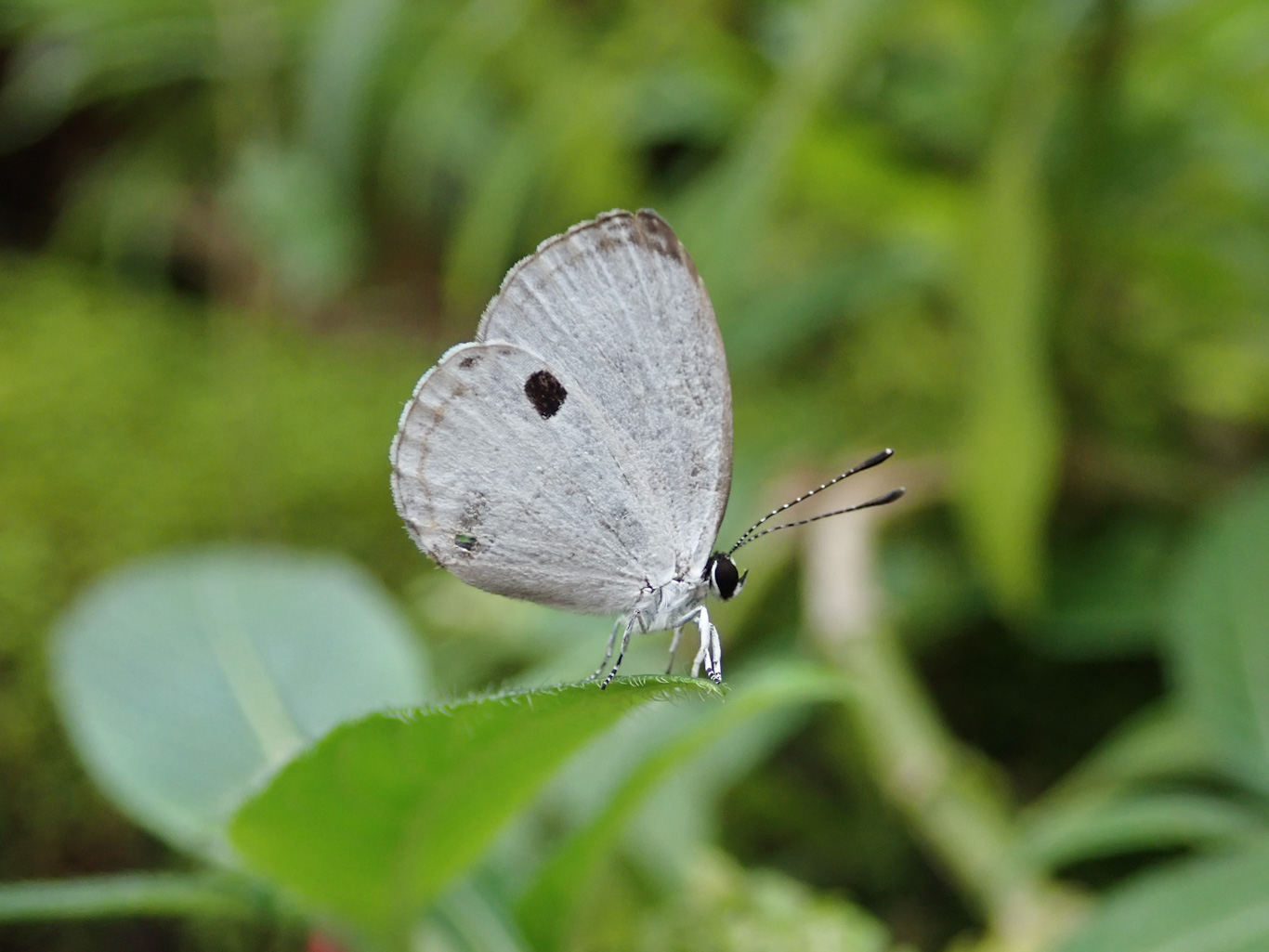 キンツア ヒビキ 缶バッジ 生物園オリジナル】ゼツメツキグシュ缶バッジ 2個入り | 生物園